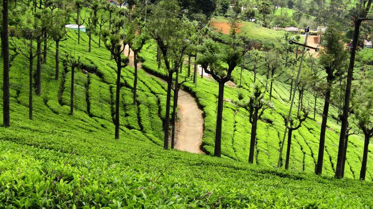 Ooty